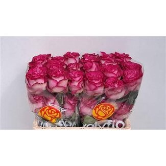 Freshy Rose “Dark Crown” | Farbe: Rosa | Länge ± 50 centimeter | Pro 25 Rosen