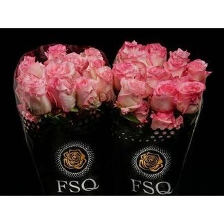 Freshy Großblütige Rose “Boulevard” | Farbe: Rosa | Länge ± 50 centimeter | Herkunft Ecuador | Pro 20 frische Rosen