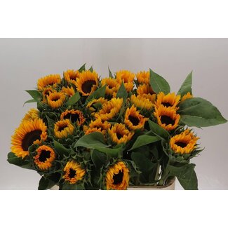 Freshy Helianthus Tournesol “Sunrich Orange” Overtoom | Couleur: Jaune | Longueur ± 80 centimeter | Par 10 fleurs fraîches