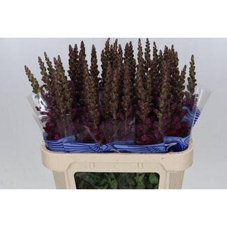 Freshy Antirrhinum Löwenmaul “Avignon Dark Red” | Farbe: Rot | Länge ± 75 centimeter | Pro 10 Stielen frische Blumen