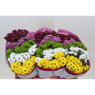 Freshy Chrysantheme Chrysant Santini Gemischt “Hot” | Farbe: Gemischte Farben | Länge ± 55 centimeter | Pro 25 Stiele frische Blumen