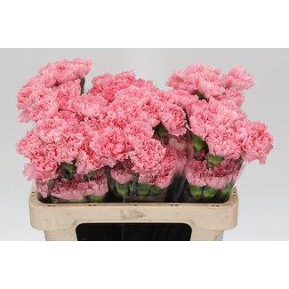 Freshy Court Œillet “Verona” | Couleur: Rose | Longueur ± 55 centimeter | Par 20 fleurs fraîches