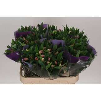 Freshy Alstroemeria “Falipo” | Couleur: Violet | Longueur ± 75 centimeter | Par 10 tiges de fleurs fraîches