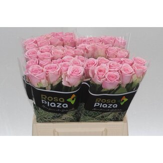 Freshy Rosen “Heaven” | Farbe: Rosa | Länge ± 40 centimeter | Pro 20 Rosen