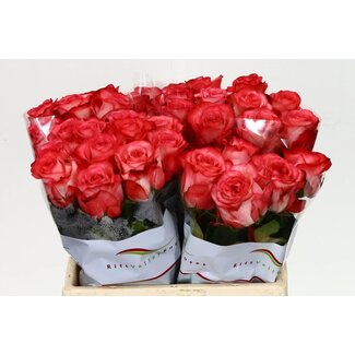 Freshy Rosen “Icon” | Farbe: Rot | Länge ± 40 centimeter | Pro 20 Rosen