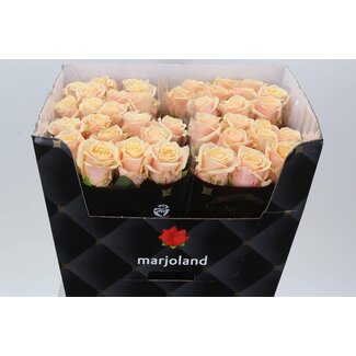 Freshy Rosen “Bellini” Größe XL | Farbe: Orange | Länge ± 70 centimeter | Pro 10 Rosen