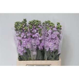 Freshy Violier “Iron Marine” | Couleur: lilas violet | Longueur ± 65 centimeter | Par 10 tiges de fleurs fraîches