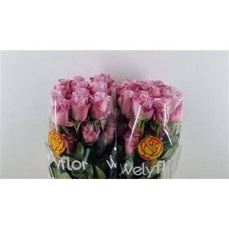 Freshy Rose “Star Platinum” | Couleur: Rose | Longueur ± 50 centimètre | Par 25 roses