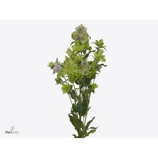 Freshy Campanula Medium “Evergreen Blu” | Farbe: Grün | Länge ± 70 centimeter | Pro 10 Stielen frische Blumen