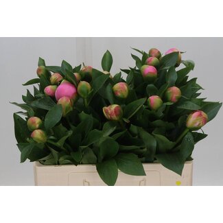 Freshy Paeonia Pivoine L “Kolossos” | Couleur: Rose | Longueur ± 60 centimeter | Par 10 pivoines fraîches