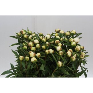 Freshy Paeonia Pivoine L “Duches D Nemo” | Couleur: Blanc | Longueur ± 55 centimeter | Par 10 pivoines fraîches