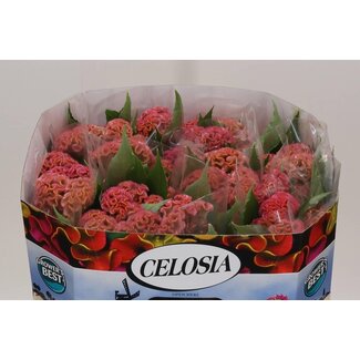 Freshy Celosia Cristata “Act Ziva” | Couleur: Rose | Longueur ± 72 centimeter | Par 10 fleurs fraîches