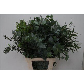Freshy Eucalyptus Mix | Colour: Green | Length ± 70 centimetre | 300 gram per bunch | Per 5 bunches