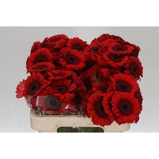 Freshy Germini Aqua “Red Ruby” | Farbe: Rot | Länge ± 50 centimeter | Pro 20 frische Blumen