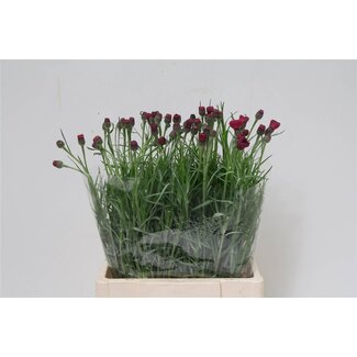 Freshy Centaurea Kornblume | Farbe: kirschfarben | Länge ± 60 centimeter | Pro 50 Stielen frische Blumen