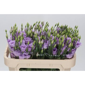 Freshy Eustoma Lisianthus Einfachblütig “Picco Lavender” | Farbe: Lila | Länge ± 70 centimeter | Pro 10 Stiele frische Blumen