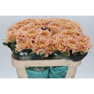 Freshy Deko Chrysantheme Chrysant “Kalimba Salmon” | Farbe: Orange Rosa | Länge ± 70 centimeter | Pro 10 frische Blumen