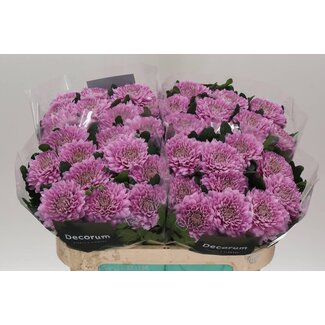 Freshy Déco Chrysanthème Chrysanthème “Kalimba” | Couleur: Violet | Longueur ± 70 centimeter | Par 10 fleurs fraîches