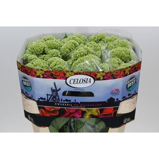 Freshy Celosia Cristata “Act Verda” | Couleur: Vert | Longueur ± 72 centimeter | Par 10 fleurs fraîches