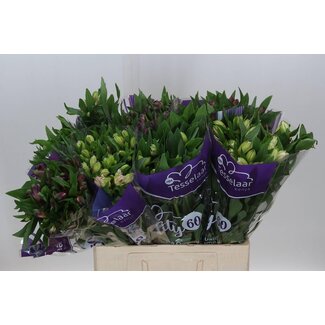 Freshy Kurze Alstroemeria Gemischt | Farbe: Gemischte Kleuren | Länge ± 60 centimeter | Pro 40 Stiele frische Blumen