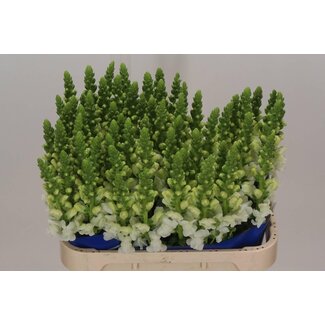 Freshy Antirrhinum gueule-de-loup “Poto White” | Couleur: Blanc | Longueur ± 75 centimeter | Par 10 tiges de fleurs fraîches