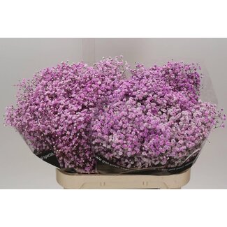 Freshy Gypsophila Schleierkraut „Lila“ Farbbehandelt | Farbe: Lila-Violett | Länge ± 80 centimeter | Pro 25 Stielen frische Blumen