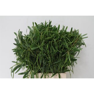 Freshy Mimosa Longifolia | Farbe: Grün | Länge ± 70 centimeter | Gewicht 400 gram | Pro 5 Bündel