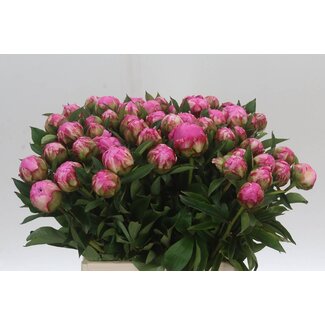 Freshy Paeonia Pivoine L “Dr A Fleming” | Couleur: Rose | Longueur ± 45 centimeter | Par 20 pivoines fraîches