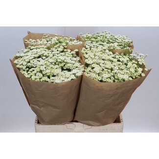 Freshy Tanacetum Parthenium “Rio” | Farbe: Weiß | Länge ± 65 centimeter | Pro 25 Stiele frische Blumen
