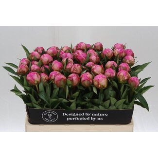 Freshy Paeonia Pfingstrose L “Dr A Fleming” | Farbe: Rosa | Länge ± 55 centimeter | Pro 10 frische Pfingstrosen