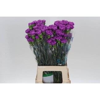 Freshy Oeillet long “Fl Moonlite” | Couleur: Violet | Longueur ± 70 centimeter | Par 20 fleurs fraîches