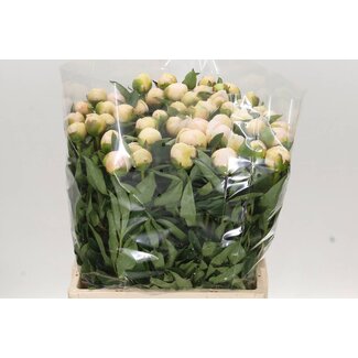 Freshy Paeonia Pfingstrose L “Top Brassica” | Farbe: Weiß | Länge ± 60 centimeter | Pro 10 frische Pfingstrosen