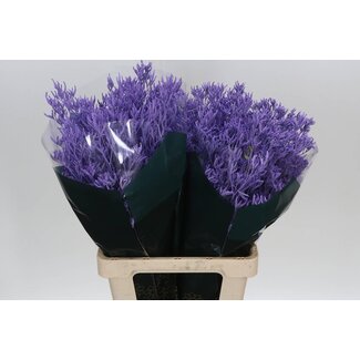 Freshy Limonium “Skylight” Coloré | Couleur: lait-violet | Longueur ± 70 centimeter | Par 25 tiges de fleurs fraîches
