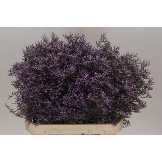 Freshy Limonium Safora “Lilac” | Farbe: Lila | Länge ± 70 centimeter | Pro 25 Stiele frische Blumen