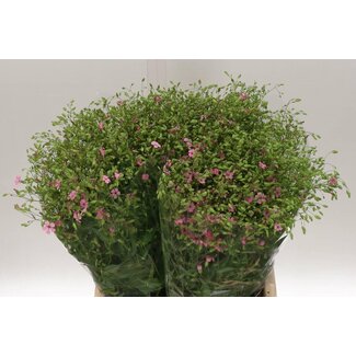 Freshy Saponaria Seifenkraut | Farbe: Rosa | Länge ± 70 centimeter | Pro 5 Bündel