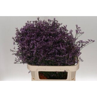 Freshy Limonium Safora “Lilas” | Couleur: Violet | Longueur ± 80 centimeter | Par 25 tiges de fleurs fraîches