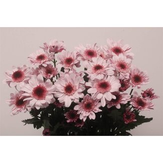 Freshy Chrysanthème spray Chrysanthemum “Stresa” | Couleur: Blanc | Longueur ± 70 centimeter | Par 10 tiges de fleurs fraîches