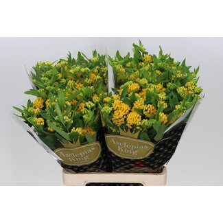 Freshy Asclepias Tuberosa “Hello Jaune” | Couleur: Jaune | Longueur ± 70 centimeter | Par 10 tiges fleurs fraîches