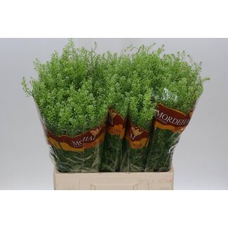 Freshy Lepidium Bauernkresse “Green Bell” | Farbe: Grün | Länge ± 65 centimeter | Pro 25 Zweige