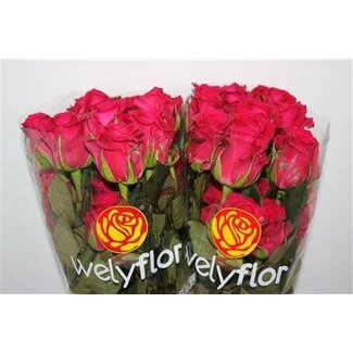 Freshy Roos “Gotcha” LL | Kleur: Roze | Lengte ± 50 centimeter | Per 25 rozen