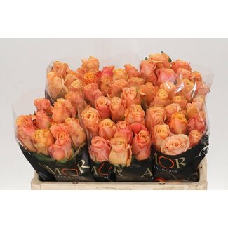 Freshy Rosen “Olympus” | Farbe: Orange-rosa | Länge ± 50 centimeter | Pro 10 Rosen