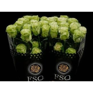 Freshy Großblumige Rose “Wasabi” | Farbe: Grün | Länge ± 60 centimeter | Herkunft Ecuador | Pro 20 frische Rosen