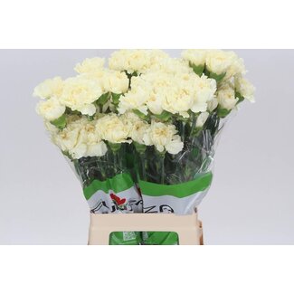 Freshy Lange Nelke “Funza Rodas” | Farbe: Crème | Länge ± 70 centimeter | Pro 20 frische Blumen
