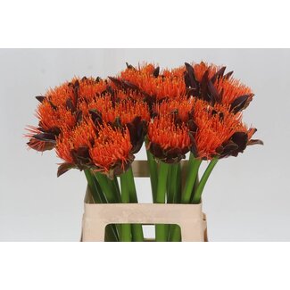 Freshy Scadoxus Multiflorus “King of Orange” | Farbe: Orange | Länge ± 60 centimeter | Pro 5 frische Blumen