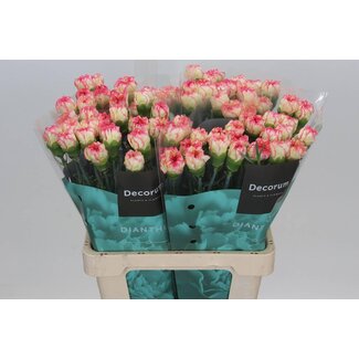 Freshy Holländische Nelke “Spritz” | Farbe: Gelb Rosa | Länge ± 60 centimeter | Pro 20 frische Blumen