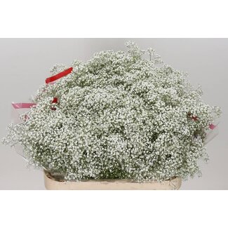 Freshy Gypsophila Paniculata Schleierkraut “Million Star” | Farbe: Weiß | Länge ± 80 centimeter | Pro 25 Stiele frische Blumen