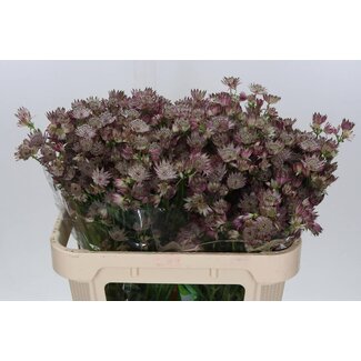 Freshy Astrantia Zeeuws Knoopje “Star Of Africa” | Couleur: Violet | Longueur ± 70 centimeter | Par 25 tiges de fleurs fraîches