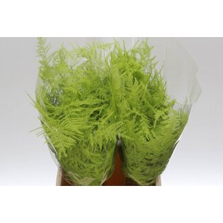 Freshy Kurze Asparagus Zierasperge | Farbe: Mint | Länge ± 45 centimeter | Pro 50 Zweige
