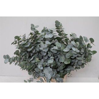 Freshy Eucalyptus Cinerea | Farbe: Grün | Länge ± 55 centimeter | Gewicht 150 gram | Pro 5 Bündel