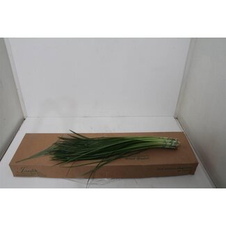 Freshy Lilly Grass | Farbe: Grün | Länge ± 70 centimeter | Pro 5 Bündel